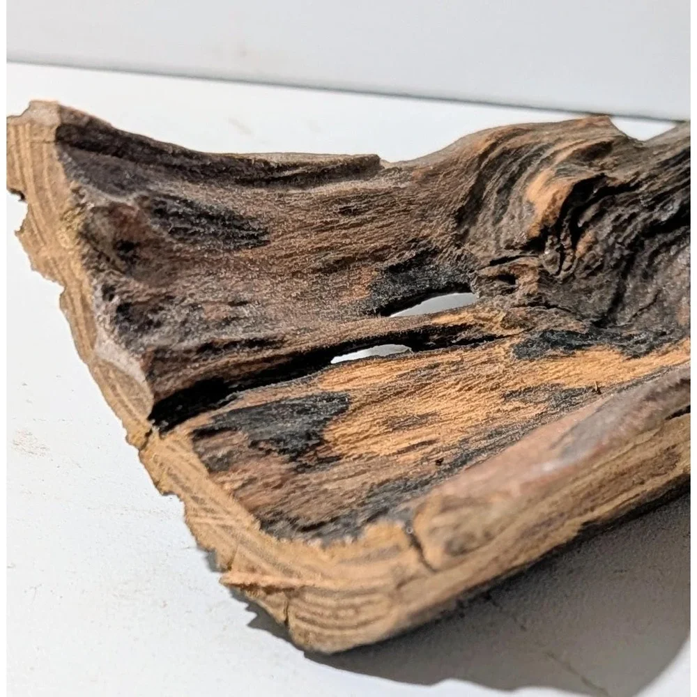 Black Locust Hollow Root Fairy garden or Gemstone Display. 9